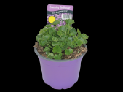 Italian Bell Flower (Campanula) 3.99 €