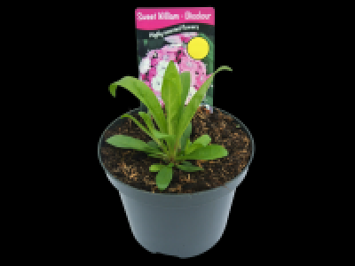 Sweet William - Dianthus Dash 3.99 €