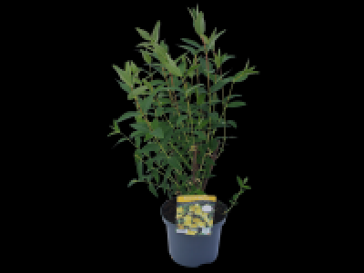Rose of Sharon 3.99 €