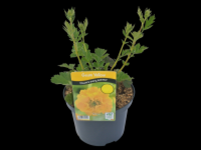 Lidl  Geum