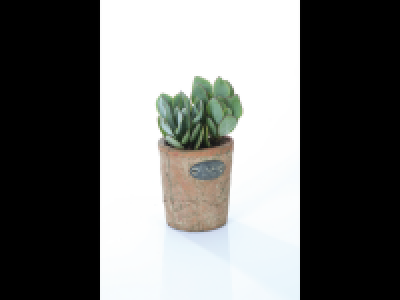 Lidl  Succulent in Rustic Pot