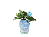 Lidl  Bloom Your Room Plants
