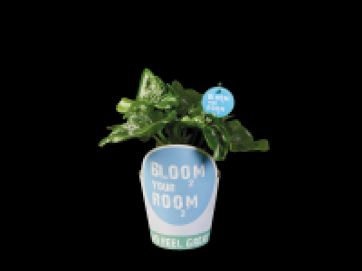 Lidl  Bloom Your Room Plants