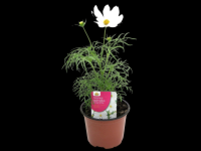 Lidl  Cosmos