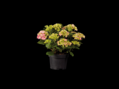 Lidl  Large Hydrangea