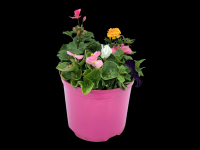 Large Summer Planter 11.99 €