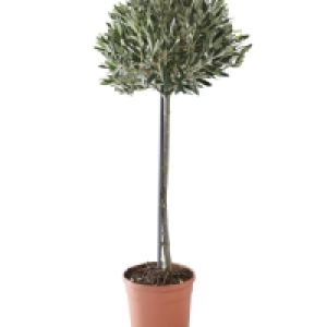 Roots & Blooms Olive Tree 24.99 €