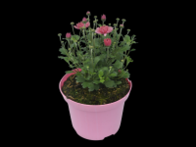 Chyrsanthemum Mix