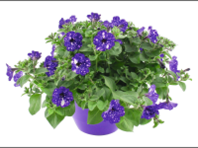 Lidl  Galaxy Petunia