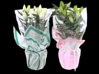 Gift Wrapped Oriental Lily