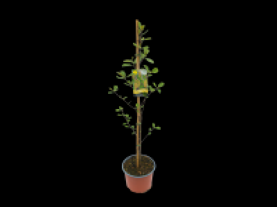 Irish Grown Native Trees