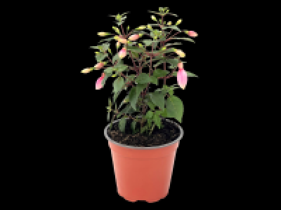 Lidl  Fuchsia