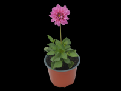 Dahlia Paula