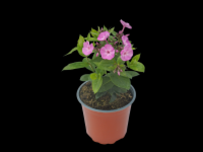 Phlox Paniculata Sweet Summer