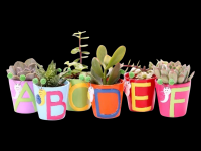 Thank you Teacher Plants