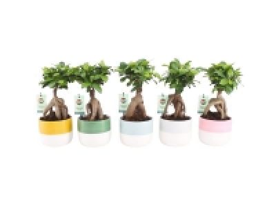 Lidl  Ficus Ginseng in Ceramic