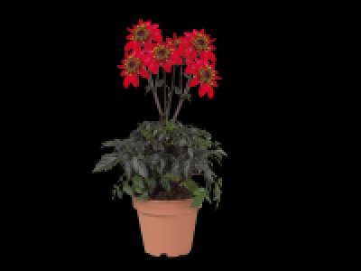 Dahlia Lubega
