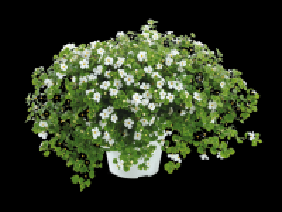 Bacopa Sutera