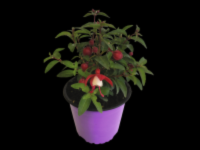 Fuchsia Fuchsita