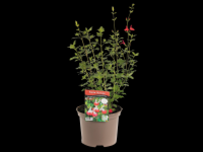 Lidl  Salvia Sensation