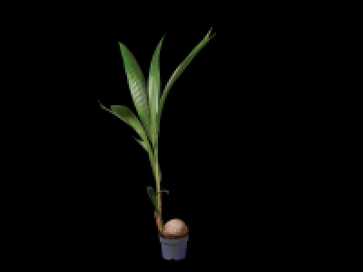 Lidl  Coconut Palm