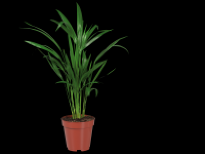 Small Houseplant