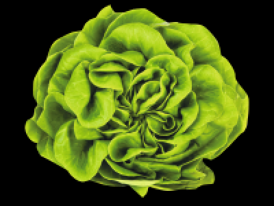 Lidl  Irish Butterhead Lettuce