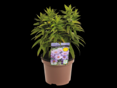 Aster pink and purple