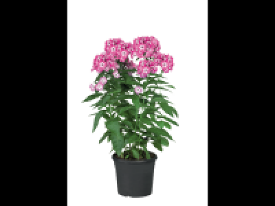 Garden Phlox