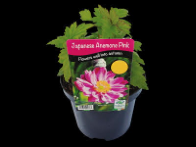 Lidl  Japanese Anemone