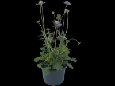 Pincushion Flower