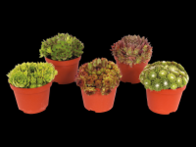 Sempervivum Mix