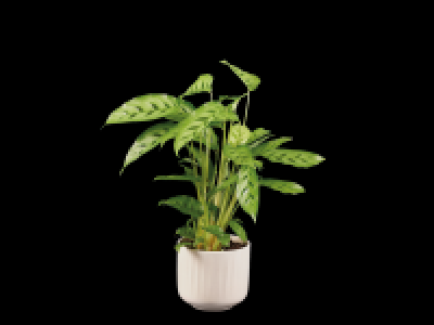 Indoor Mix in Ceramic Pot