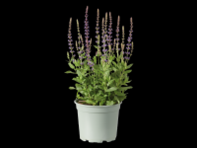 Bee-friendly Perennials