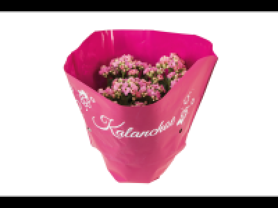 Kalanchoe XL
