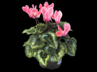 Lidl  Mini Cyclamen