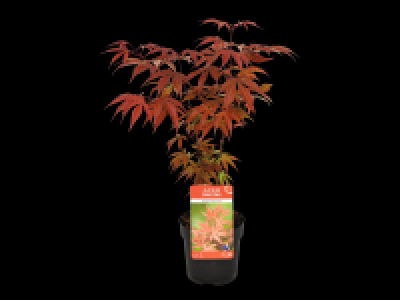 Japanese Maple Mix