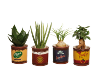 Lidl  Succulents in Retro Pot