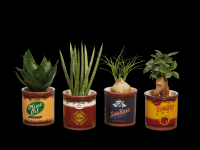 Lidl  Succulents in Retro Pot