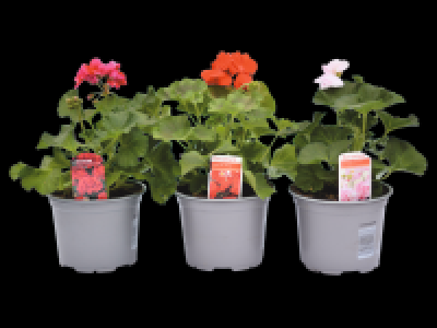 Geranium 2.69 €