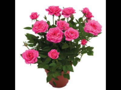 Mini Rose 2.99 €