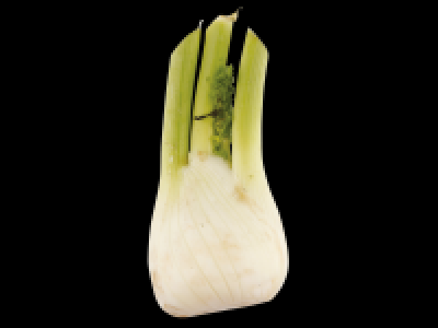 Fennel