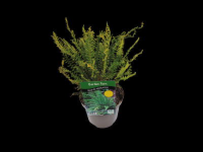 Garden Ferns