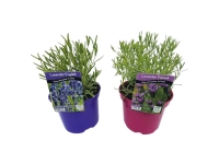 Lidl  English/French Lavender