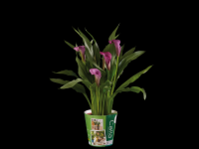 Lidl  Calla Lily