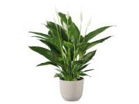 Lidl  Large Peace Lily