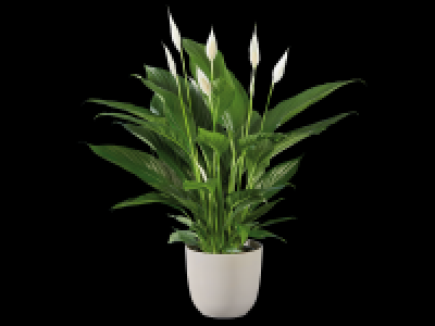 Lidl  Large Peace Lily