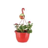 Aldi  Strawberry Hanging Basket