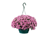 Lidl  Chrysanthemum Hanging Basket