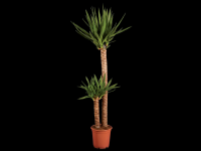 Large Houseplants